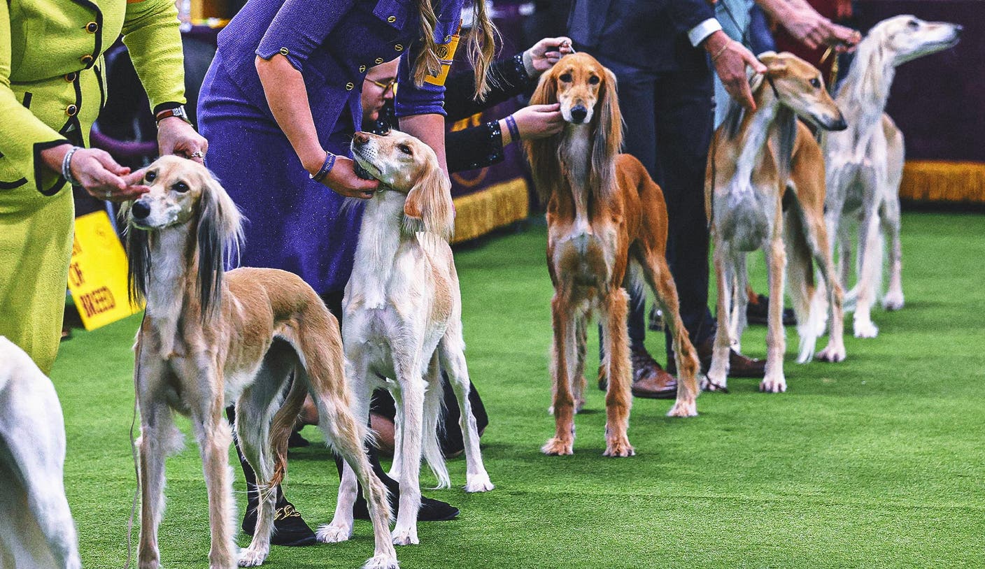 胜天国际官网 - 2026 威斯敏斯特犬展群组冠军出炉：第二日赛况全解析 | 胜天国际
